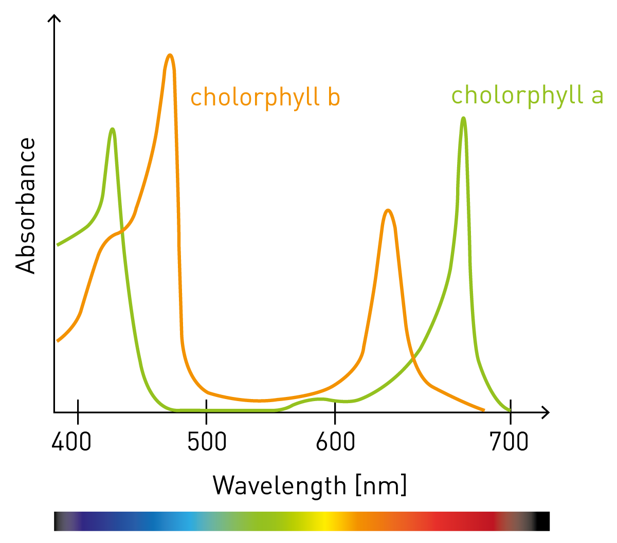absorption spectrum of chlorophyll